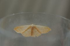 Cyclophora linearia