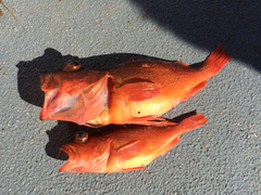 Sebastes constellatus