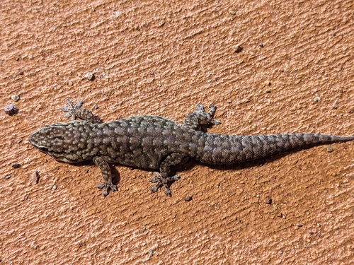 Varied Dtella