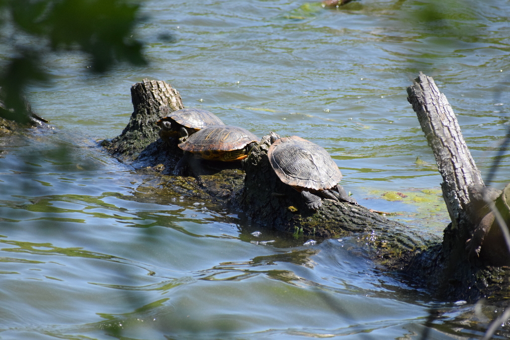 Deirochelyine Turtles from Radnor Lake SP on April 18, 2023 at 12:46 PM ...