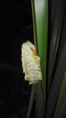 Megalopyginae
