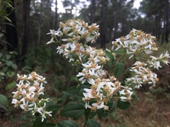 Doellingeria sericocarpoides