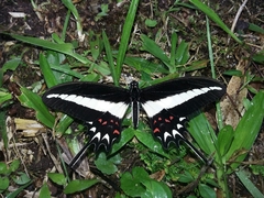 Heraclides hectorides