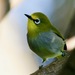 Heuglin's White-Eye - Photo (c) Bird Explorers, some rights reserved (CC BY-NC), uploaded by Bird Explorers