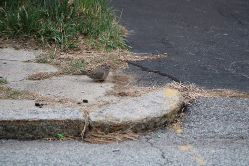 Mourning Dove photographed in Rhode Island