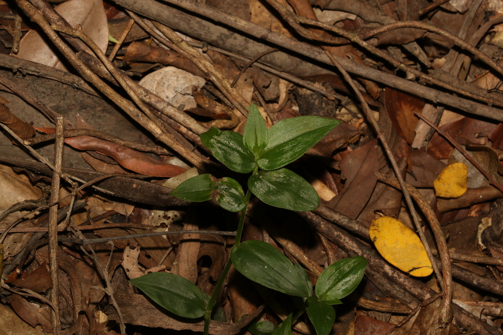 Inch plant leaves and small white flowers