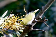 Zosterops poliogastrus