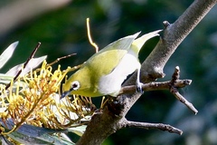 Zosterops poliogastrus