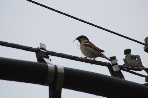 House Sparrow photographed in Rhode Island