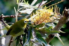 Zosterops poliogastrus