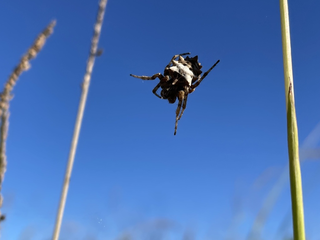 Star-bellied Orb-web Spiders From MS-47, West Point, MS, US On October ...