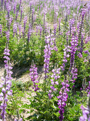 Lupinus arizonicus