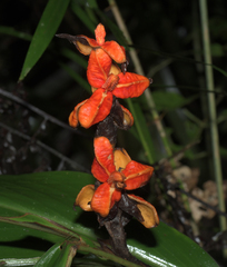 Hedychium cylindricum