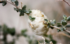 Asphondylia floccosa