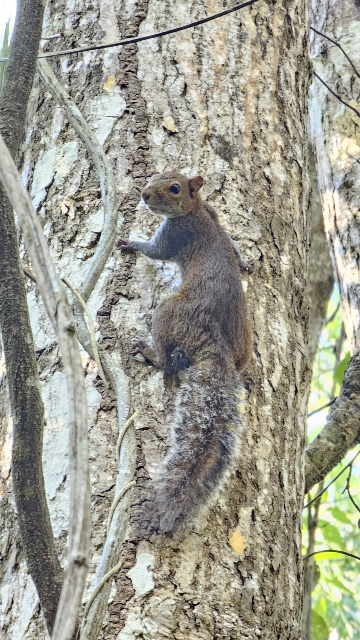 Sciurus deppei Peters, 1863