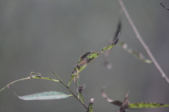 Tetragnatha elongata