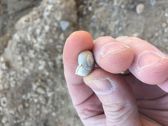 Praticolella berlandieriana