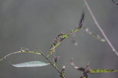 Tetragnatha elongata