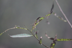 Tetragnatha elongata