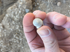 Praticolella berlandieriana