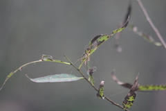 Tetragnatha elongata