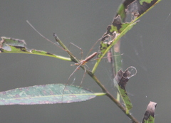 Tetragnatha elongata