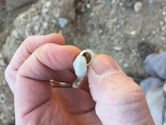 Praticolella berlandieriana