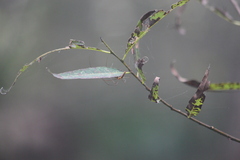 Tetragnatha elongata