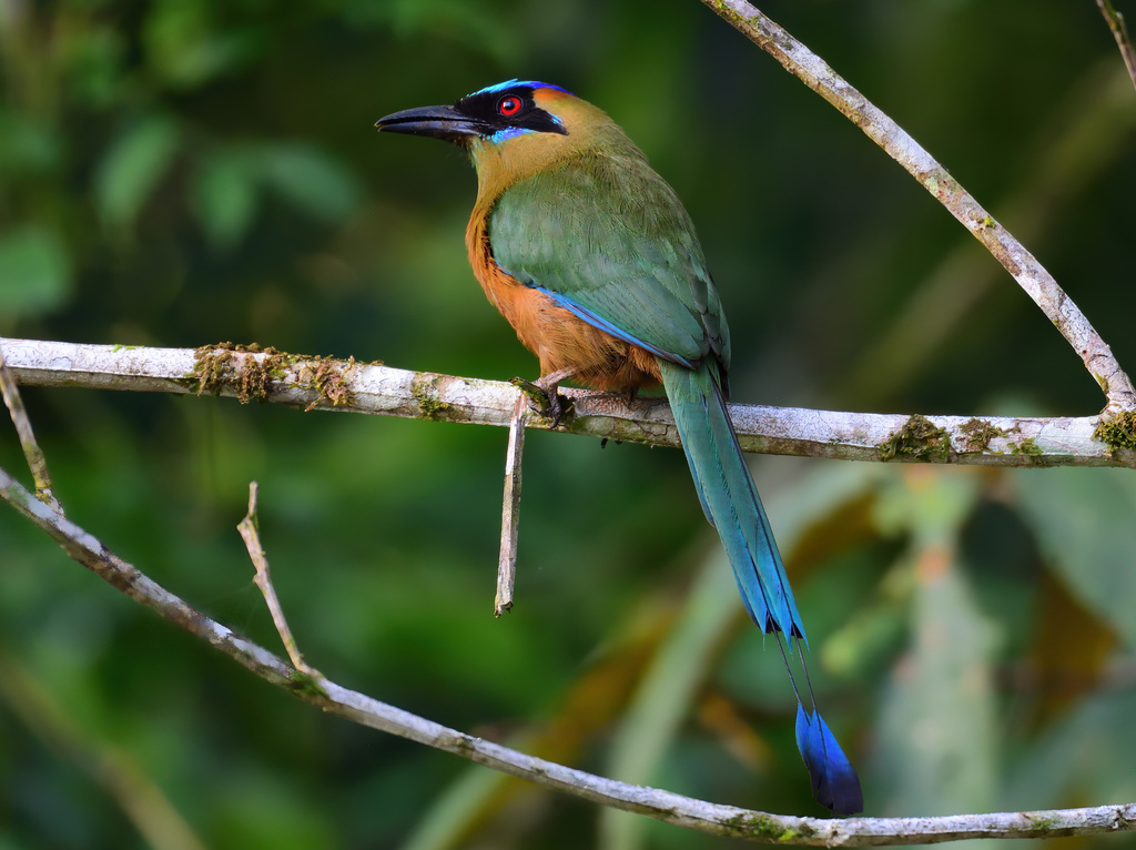 Whooping Motmot