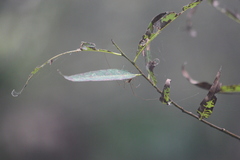 Tetragnatha elongata