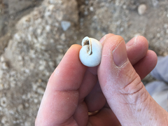 Praticolella berlandieriana