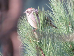 Oriturus superciliosus palliatus