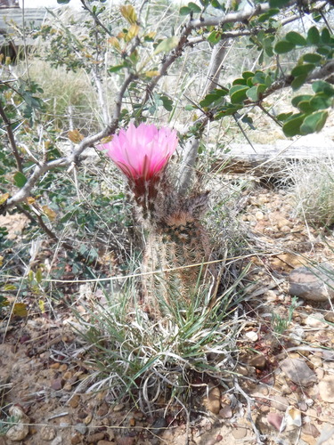 Image of Echinocereus fitchii by (c) Eric Knight, some rights reserved (CC BY)
