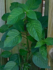 Tracheophyta