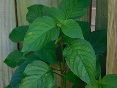 Tracheophyta