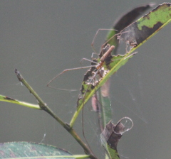 Tetragnatha elongata
