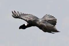 Corvus crassirostris