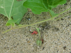 Aristolochia monticola