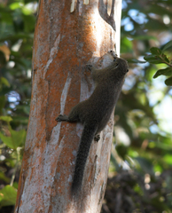Callosciurus orestes