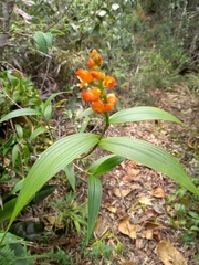 Elleanthus aurantiacus