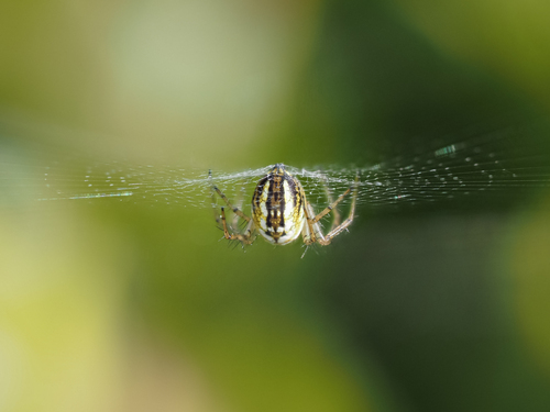 Cricket-bat Orbweaver