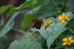 Eudaminae