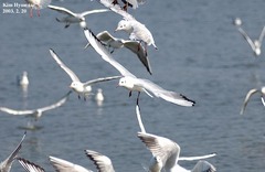 Chroicocephalus ridibundus