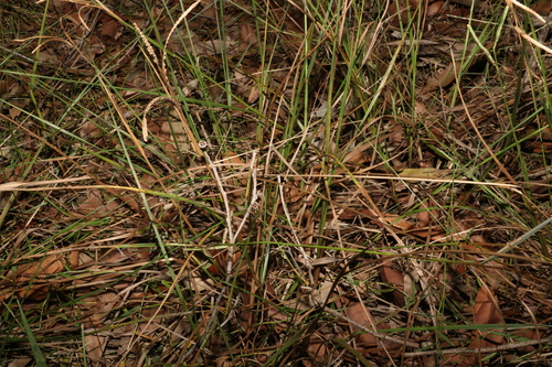 Image of Paspalum scrobiculatum by (c) Greg Tasney, some rights reserved (CC BY-SA)
