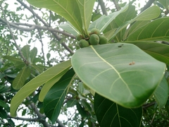 Ficus obtusifolia