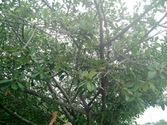 Ficus obtusifolia