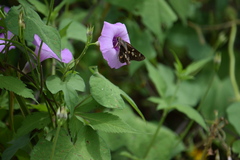 Eudaminae