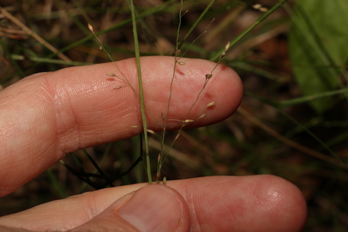 Image of Panicum effusum by (c) Greg Tasney, some rights reserved (CC BY-SA)