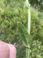 Plagiobothrys canescens var. catalinensis