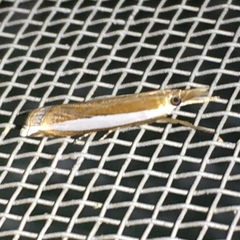 Crambus quinquareatus